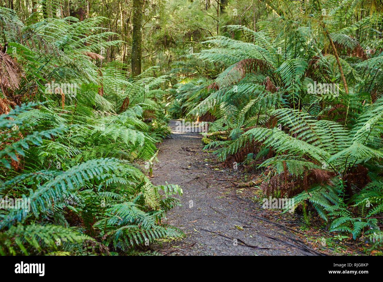 Senderismo por el bosque de helechos (Tracheophyta), Great Otway National Park, Australia Foto de stock