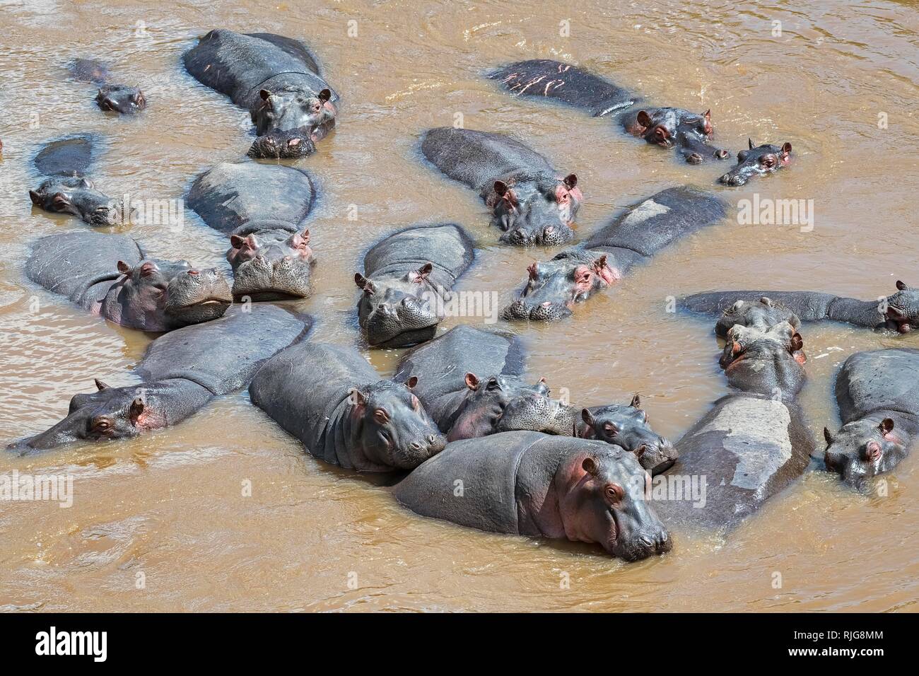 Los hipopótamos (Hippopotamus amphibius), cabaña en el río Mara, Masai Mara, Kenya Foto de stock