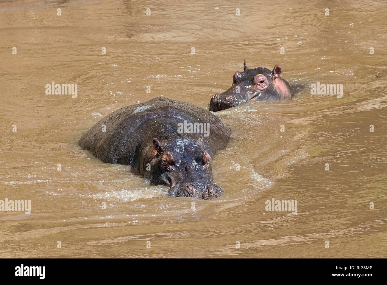 Los hipopótamos (Hippopotamus amphibius) en el río Mara, Masai Mara, Kenya Foto de stock