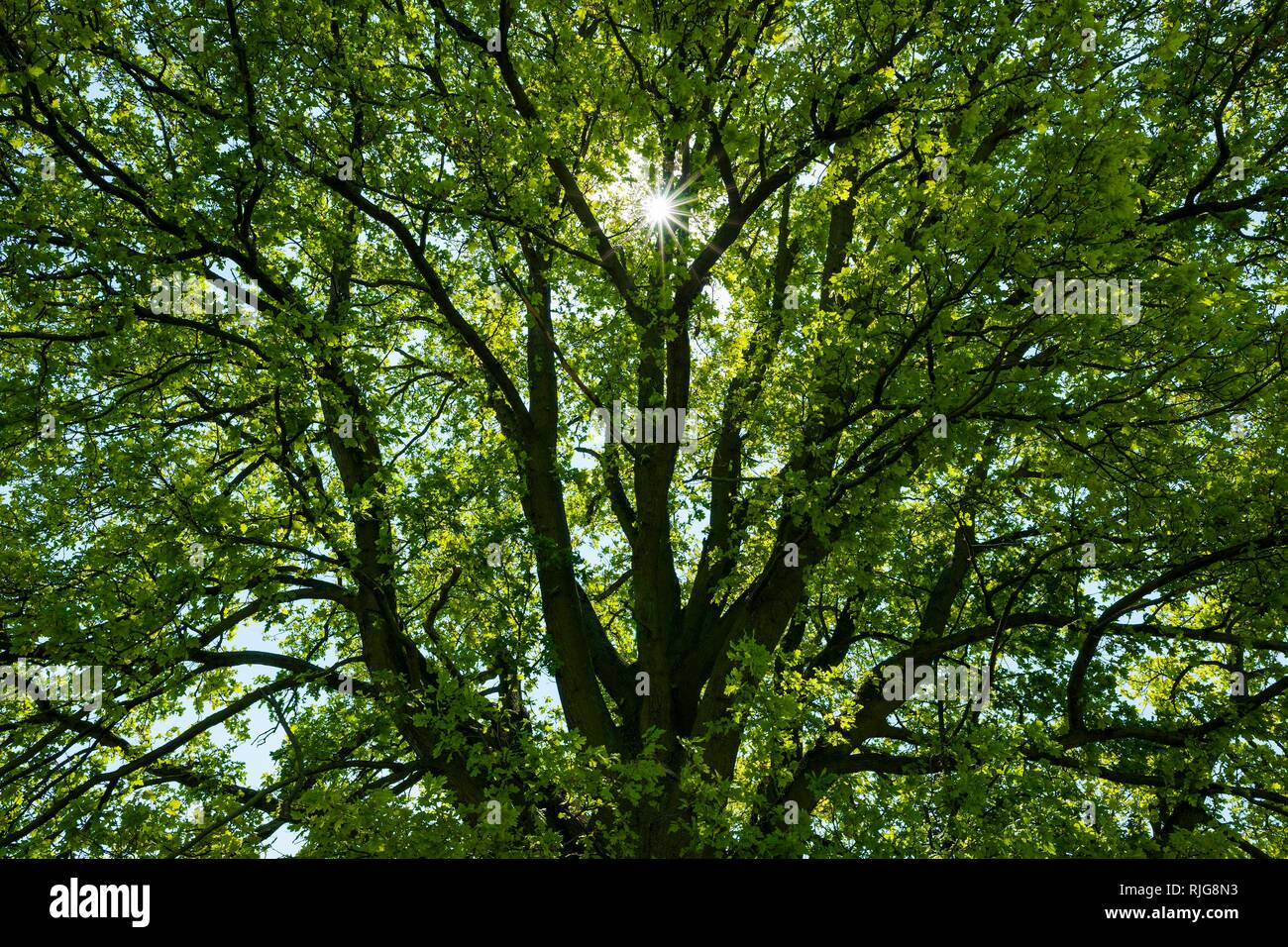Inglés de roble (Quercus robur), corona de roble retroiluminado, Turingia, Alemania Foto de stock