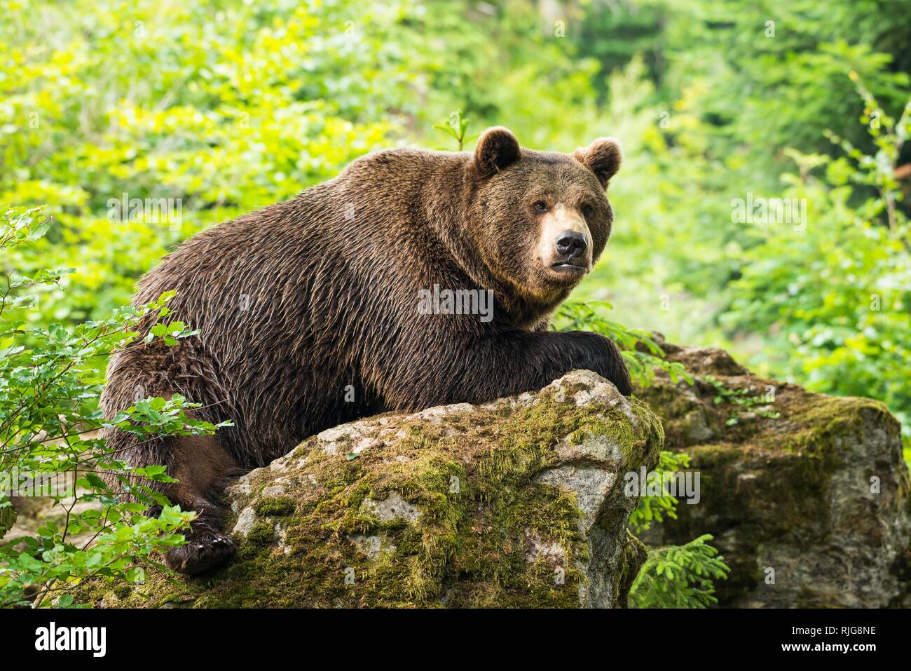 Unión oso pardo (Ursus arctos), recostados sobre las rocas, Parque Nacional del Bosque Bávaro, Baviera, Alemania Foto de stock