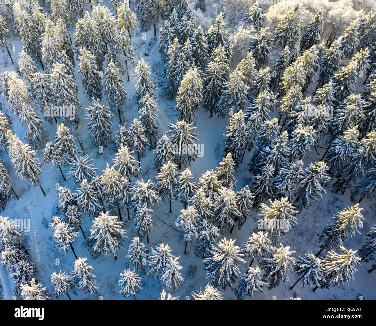 Drones shot cubiertos de nieve, píceas (Picea) desde arriba en invierno, Taunus, Hesse, Alemania Foto de stock