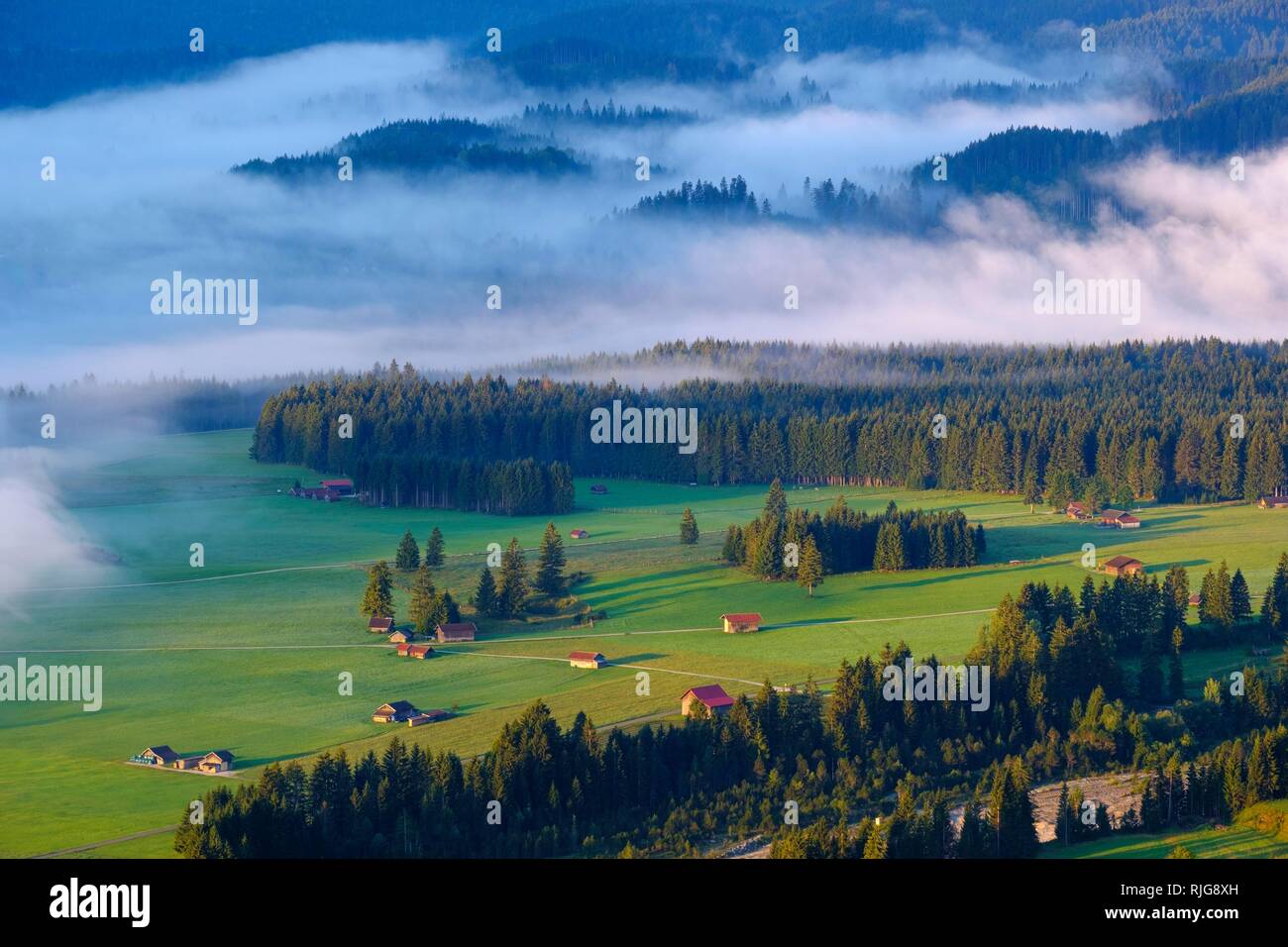 Mañana atmósfera con niebla, vista desde cerca, Wallgau Krepelschrofen Werdenfelser Land, la Alta Baviera, Baviera, Alemania Foto de stock