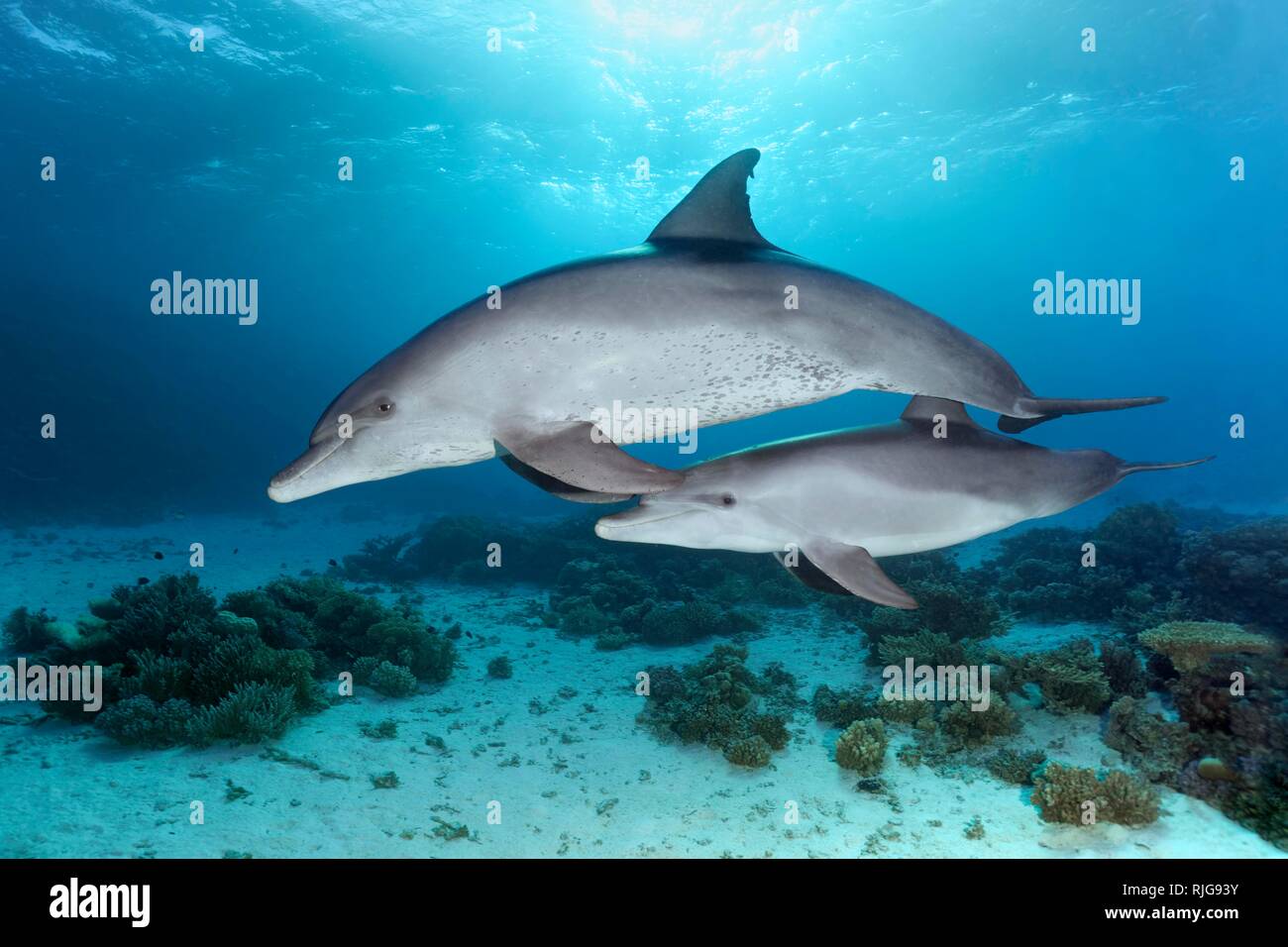 Delfines nariz de botella (Tursiops truncatus), el embalse de la pantorrilla, nadando en aguas poco profundas a lo largo de arrecifes de coral en el sol, mar Rojo, Egipto Foto de stock
