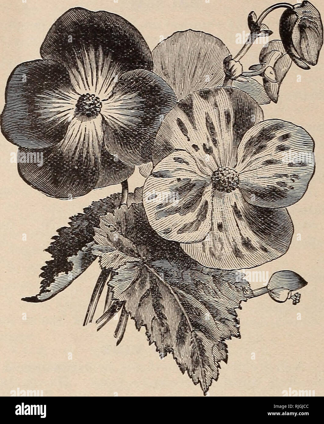 Tuberous begonia flowers fotografías e imágenes de alta resolución - Página  9 - Alamy