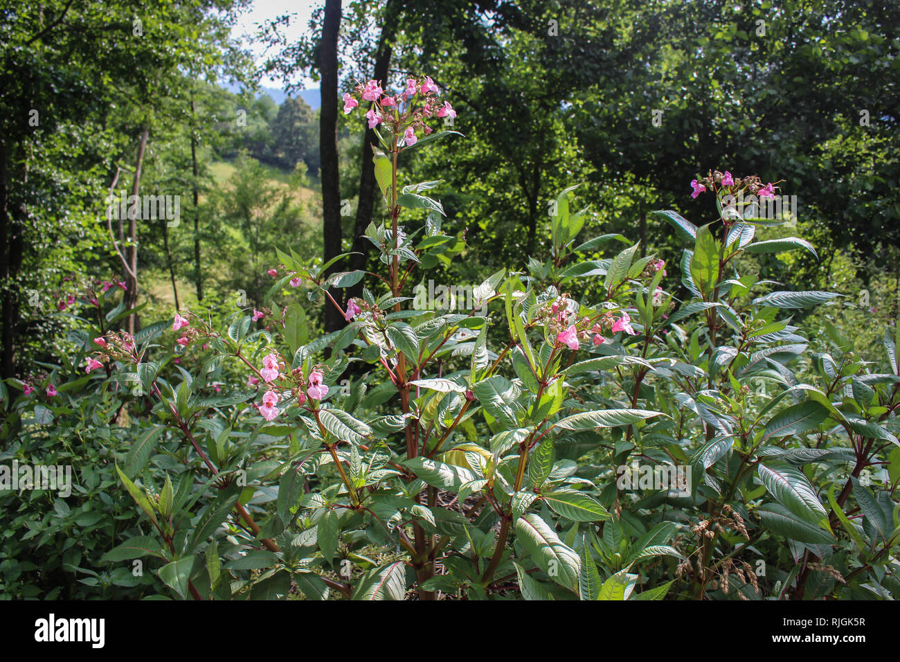 Impatiens glandulifera - Bálsamo del Himalaya en flor en Kosovo (Serbia) Foto de stock