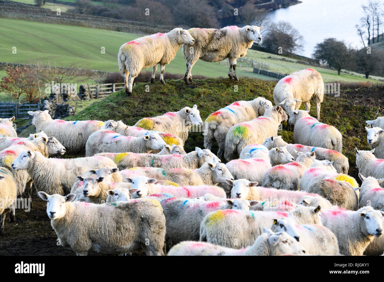 Rebaño de ovejas (con marcas de identificación multicolor colorido) reunidos en la esquina del campo agrícola - encima Stanbury, West Yorkshire, Inglaterra Foto de stock