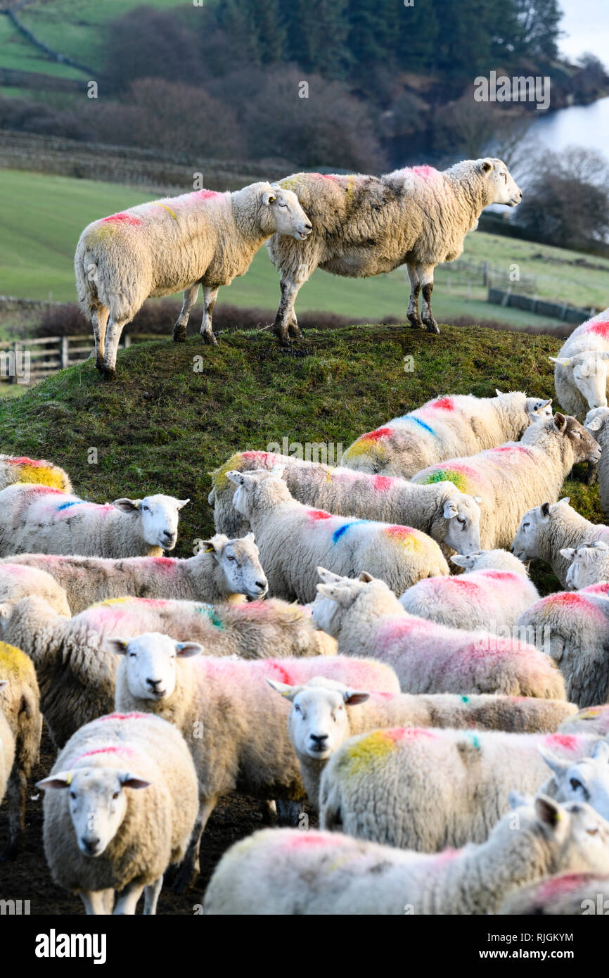 Rebaño de ovejas (con marcas de identificación multicolor colorido) reunidos en la esquina del campo agrícola - encima Stanbury, West Yorkshire, Inglaterra Foto de stock