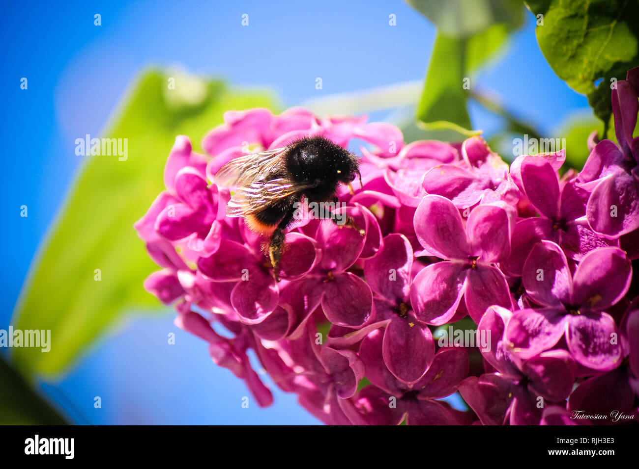 76+ Gambar Alam Flora Dan Fauna Terbaik 76+ Gambar Alam Flora Dan Fauna Terbaik
