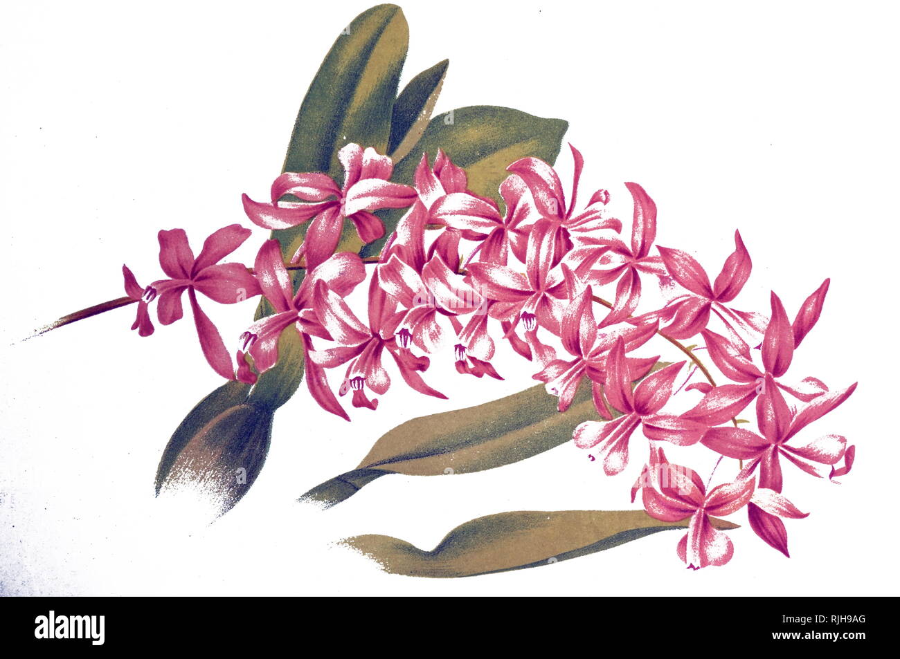 Un grabado representando una flor de orquídea. Las Orchidaceae son una  variada y amplia familia de plantas con flores, con flores que son a menudo  colorida y fragante, comúnmente conocida como la