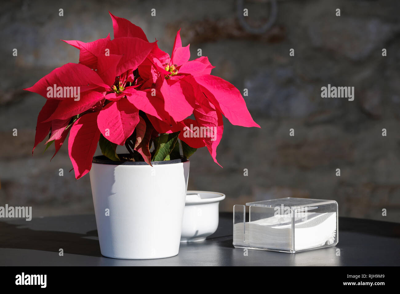 Poinsettia, Euphorbia pulcherrima; en el recipiente sobre la mesa con servilletas y titular, Foto de stock