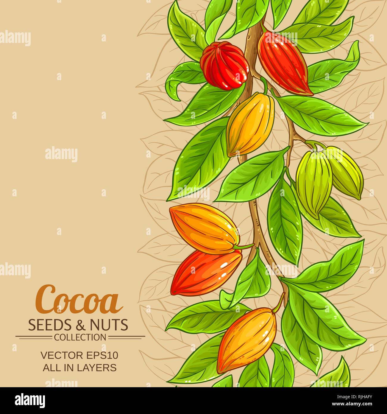 Planta de cacao dibujo fotografías e imágenes de alta resolución - Alamy