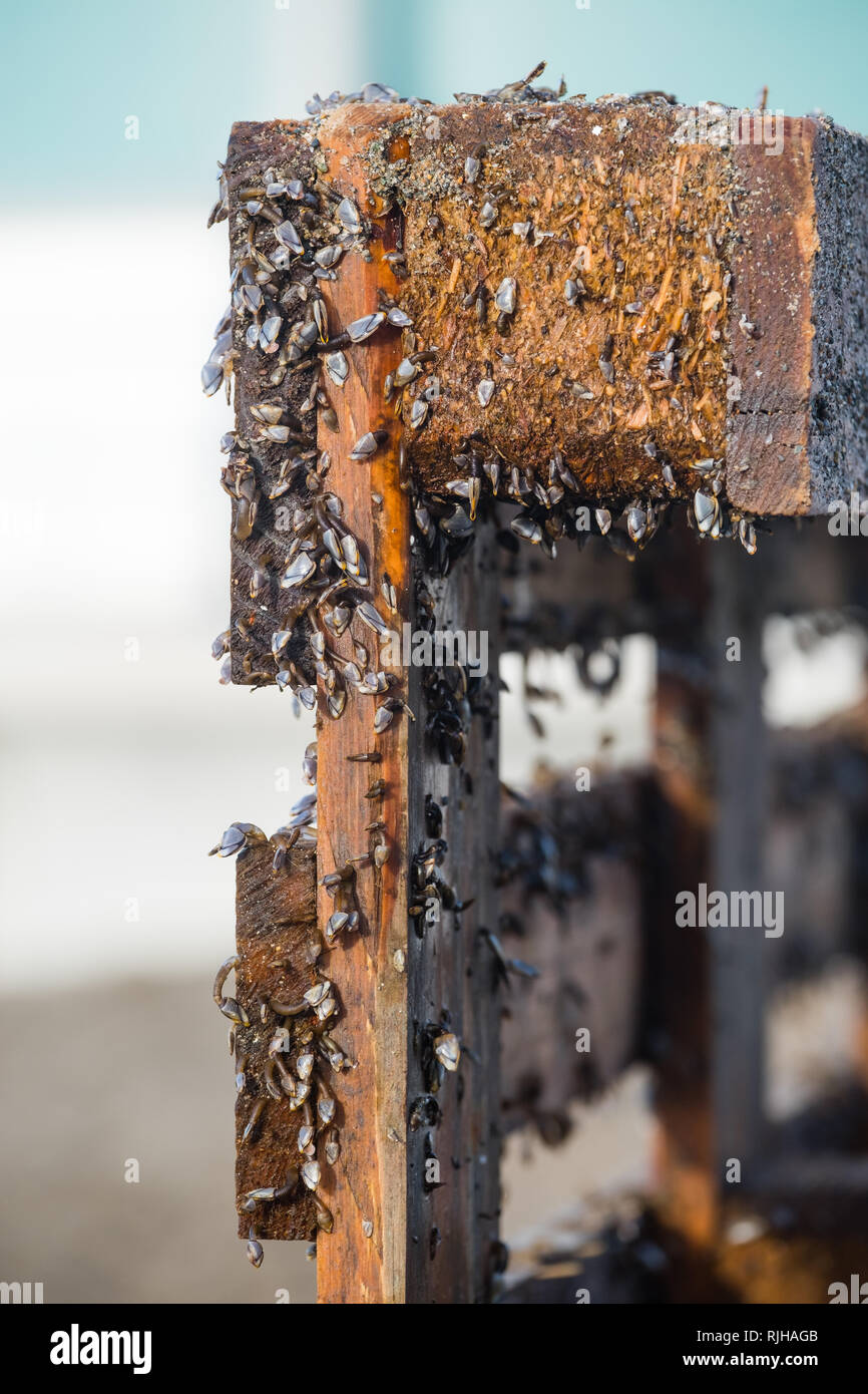 Ecología Marina : pequeños pelágicos (Lepas anatifera percebes) creciendo sobre un palé de madera arrojado por el mar en Aberystwyth en la costa oeste de Gales UK Foto de stock