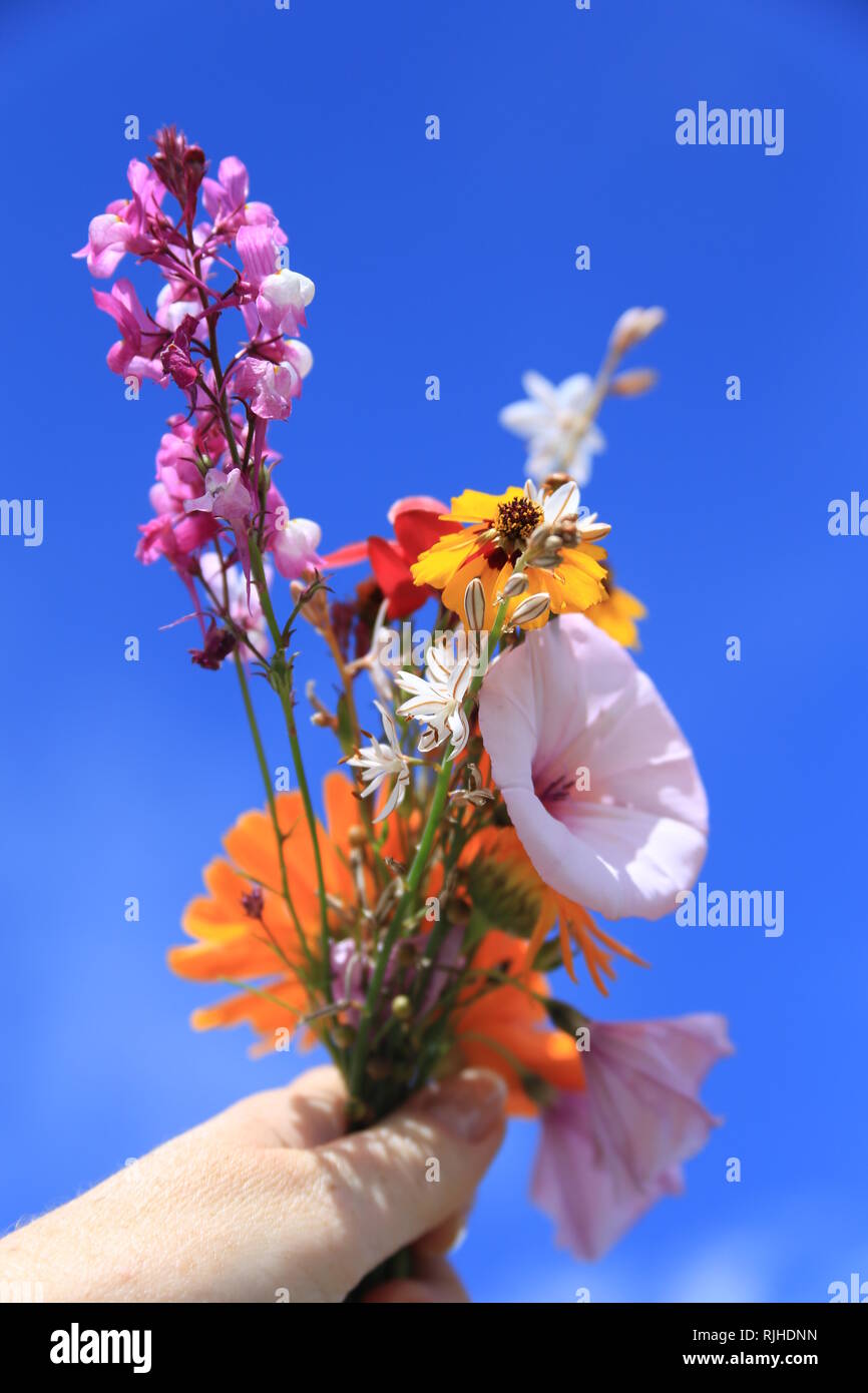 Una mujer mano sujetando una cuchara de flores silvestres y hierbas recogidas en la cima de una montaña, de madera, la naturaleza salvaje de fondo postal Foto de stock