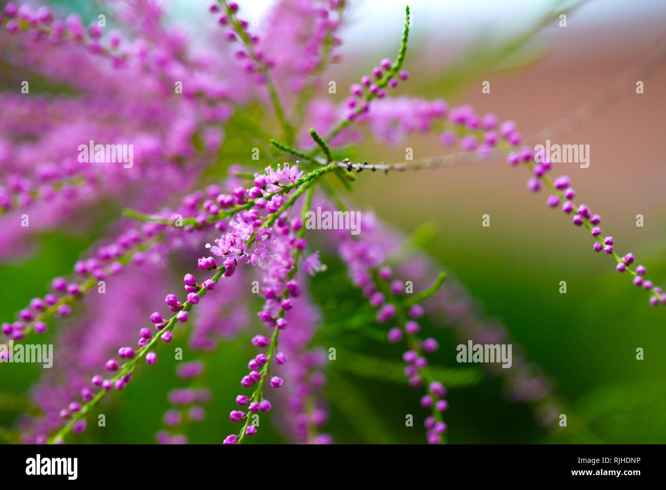 Las ramas de la inusual arbusto Tamarix tetrandra. Profundidad de campo. Foto de stock