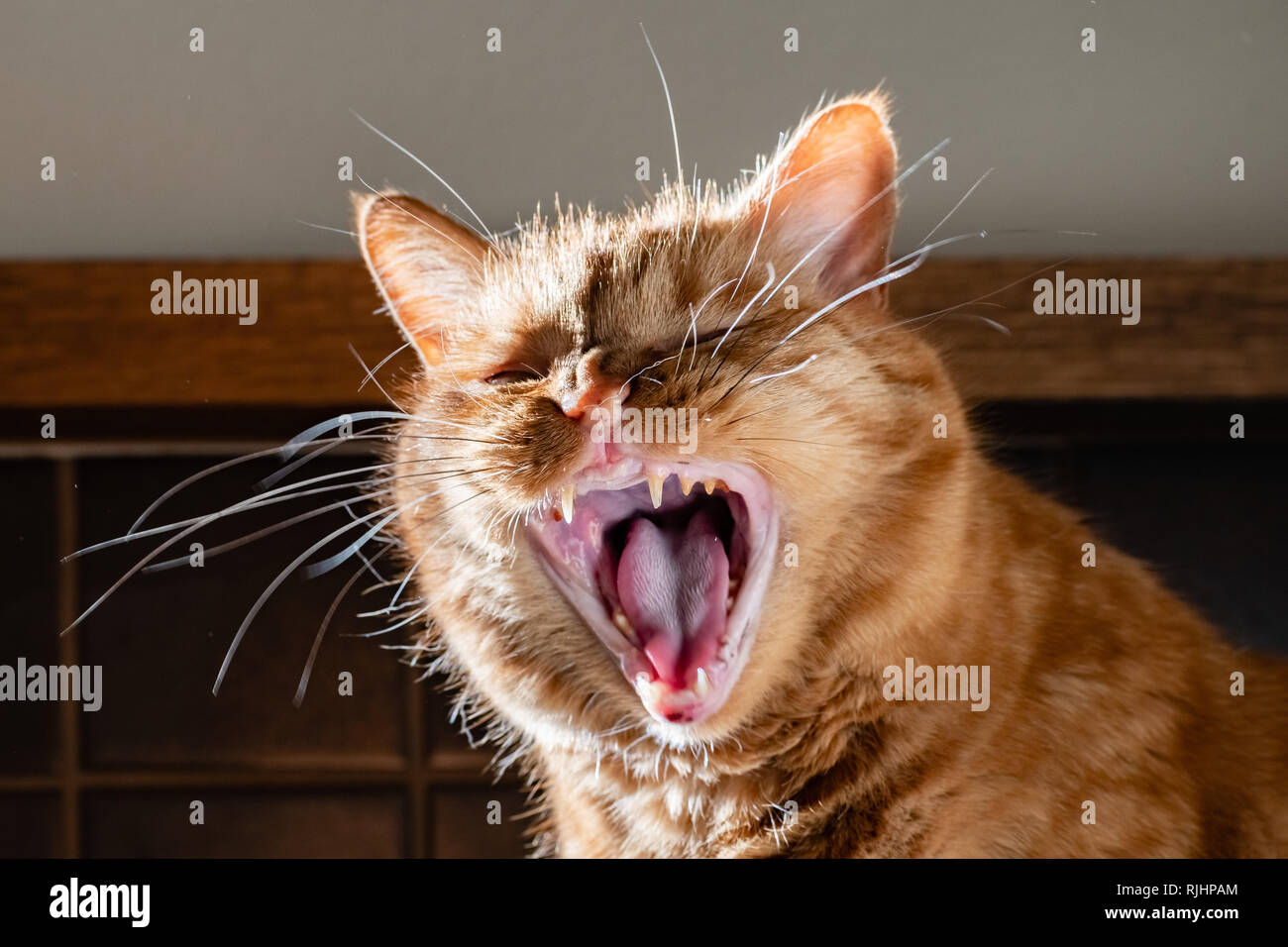 Adultos gato naranja con su boca abierta; dientes amarillos y el tártaro visibles en los dientes, signo de problemas dentales Foto de stock