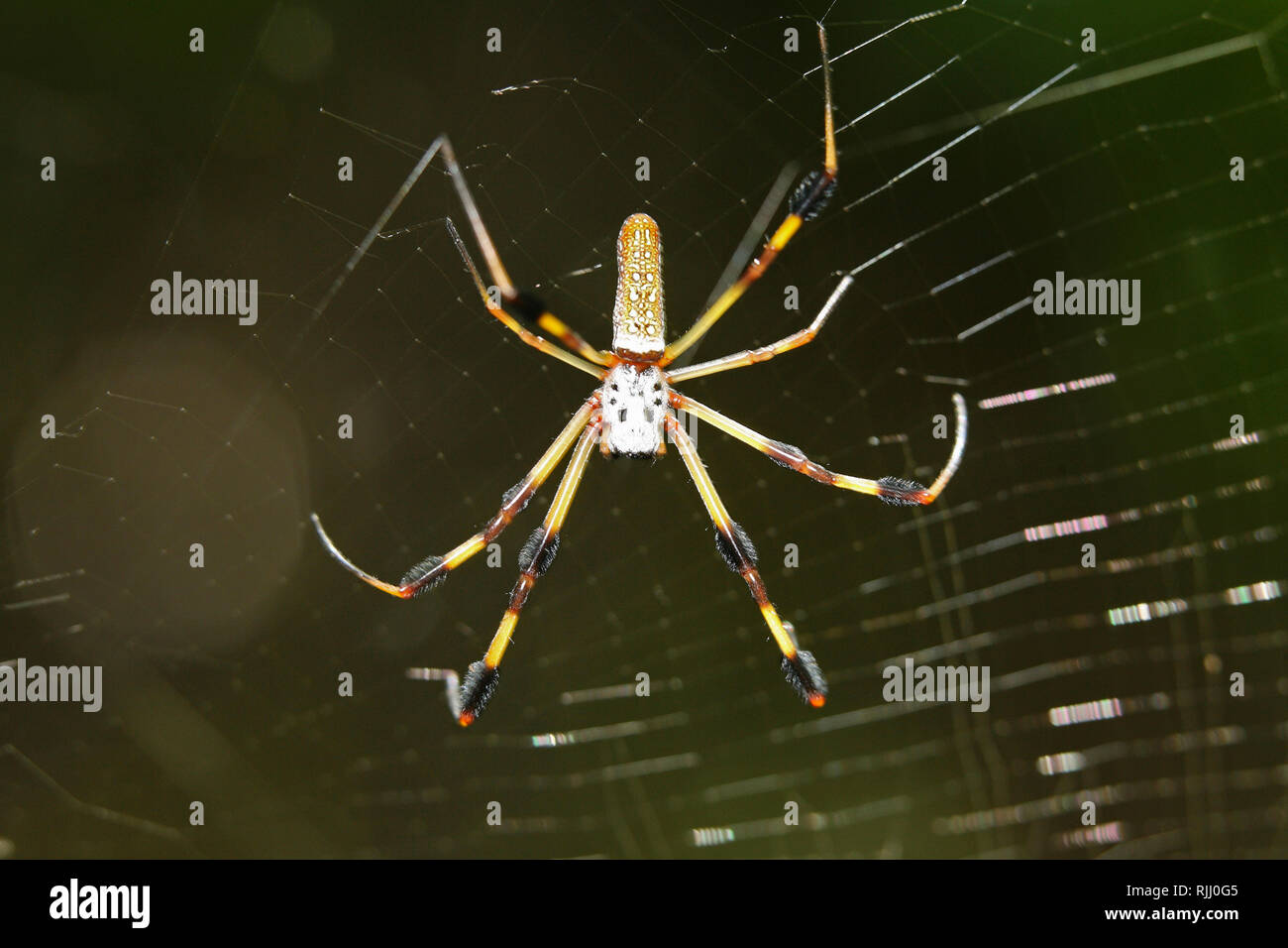 Araña de seda dorada (Nephila clavipes) en la web. Ee.Uu.. Venta en países de habla alemana sólo Foto de stock