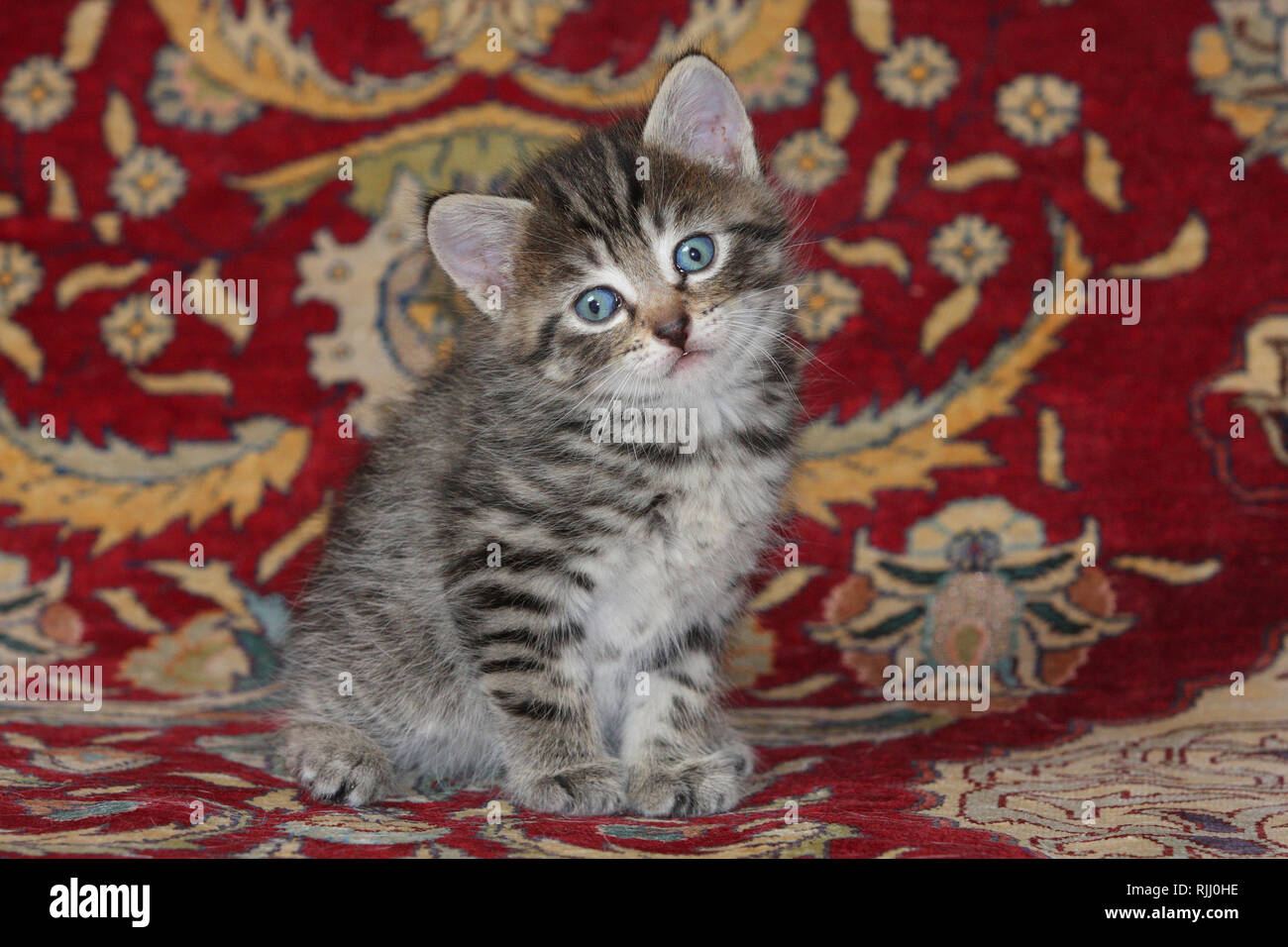 Gato doméstico. Gatito sentado sobre una alfombra. Alemania Foto de stock