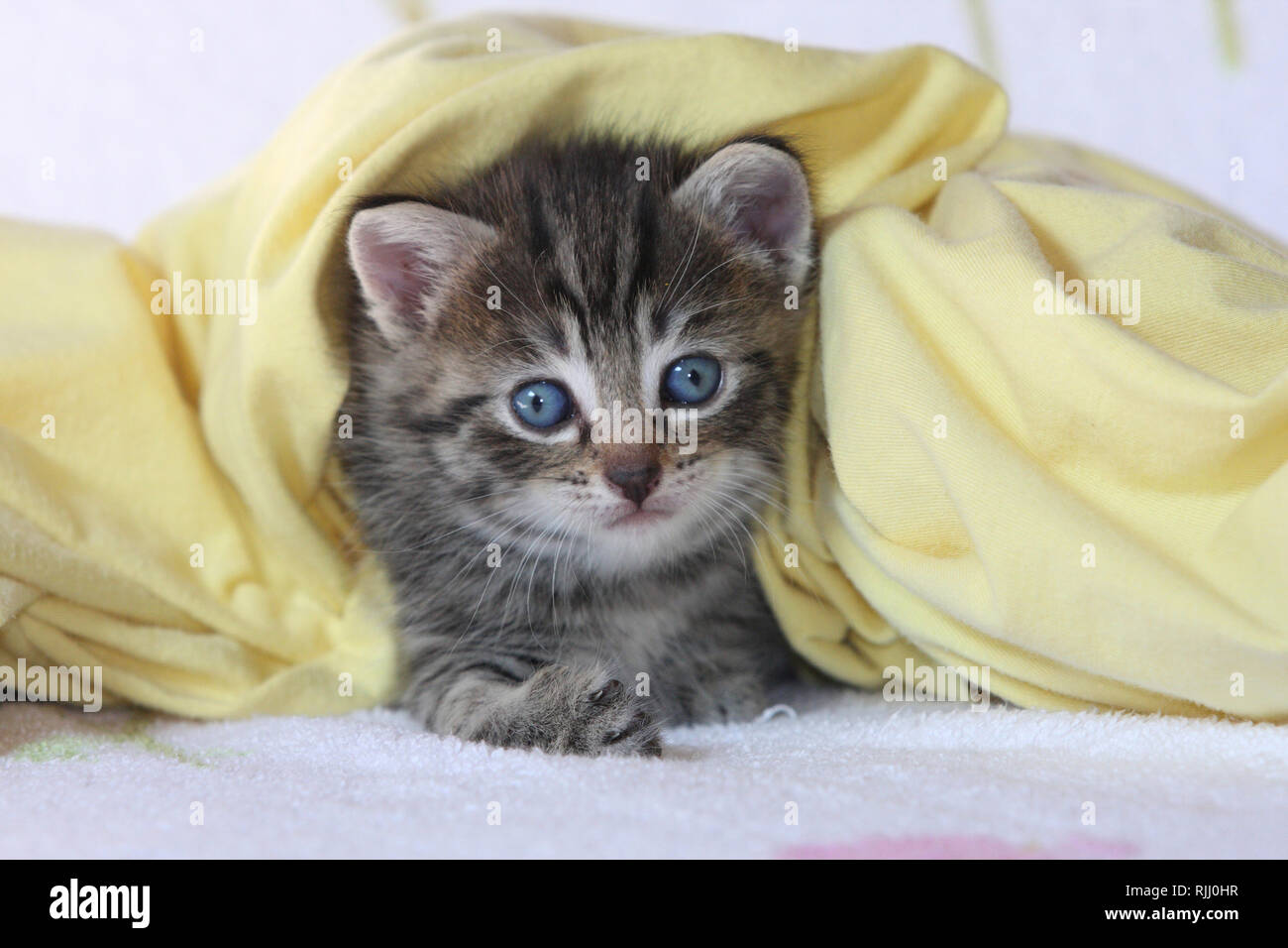 Gato doméstico. Gatito bajo un manto de color amarillo. Alemania Foto de stock