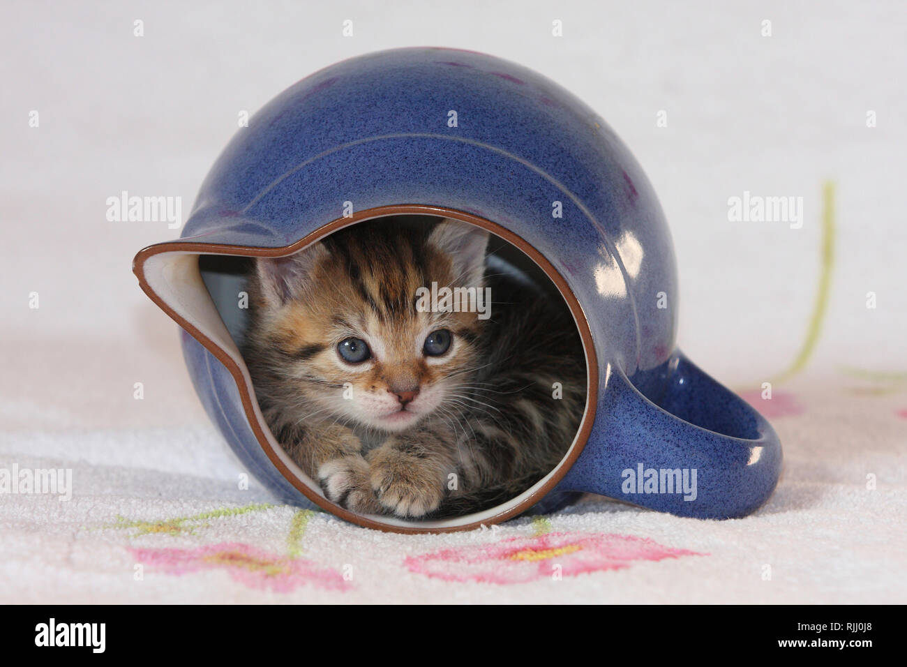 Gato doméstico. Gatito en una jarra. Alemania Foto de stock
