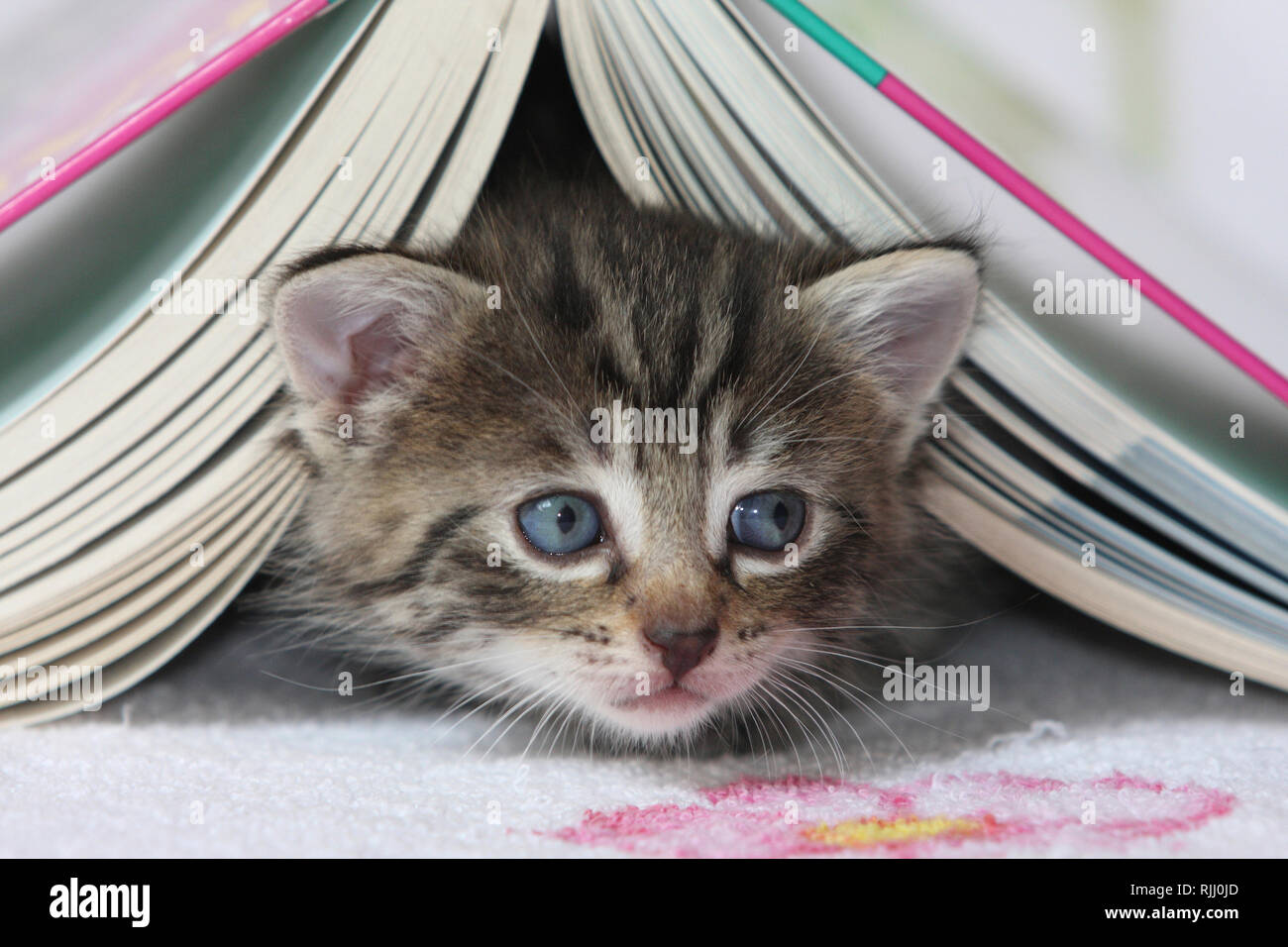Gato doméstico. Gatito en un libro. Alemania Foto de stock