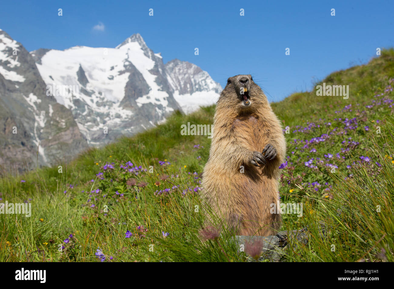 La marmota alpina (Marmota marmota). Advertencia para adultos otras marmotas emitiendo fuertes silbidos. Parque Nacional Alto Tauern, Austria Foto de stock