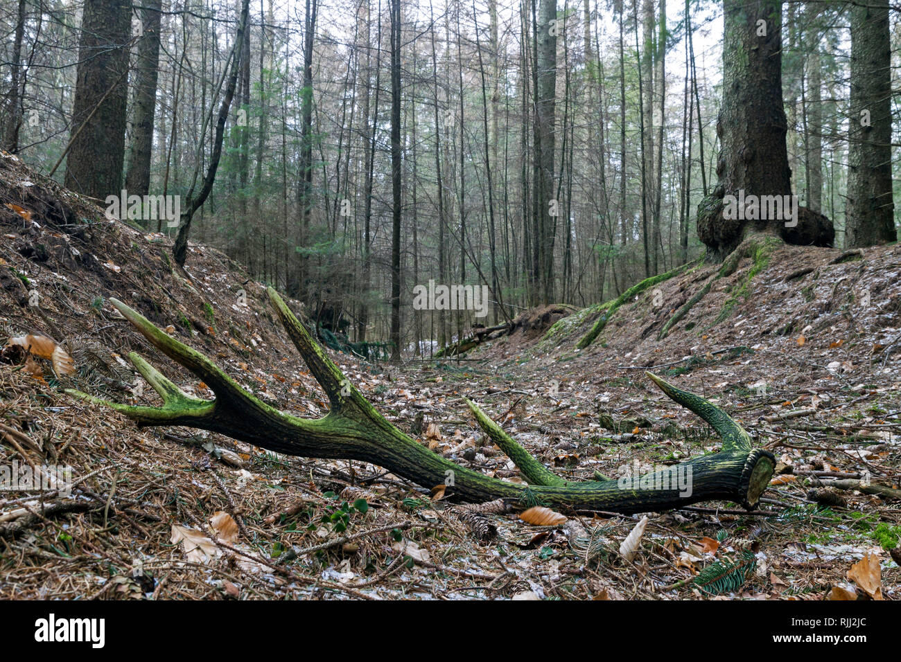 Ciervo rojo (Cervus elaphus). Mossy arrojar la cornamenta de un bosque. Alemania Foto de stock