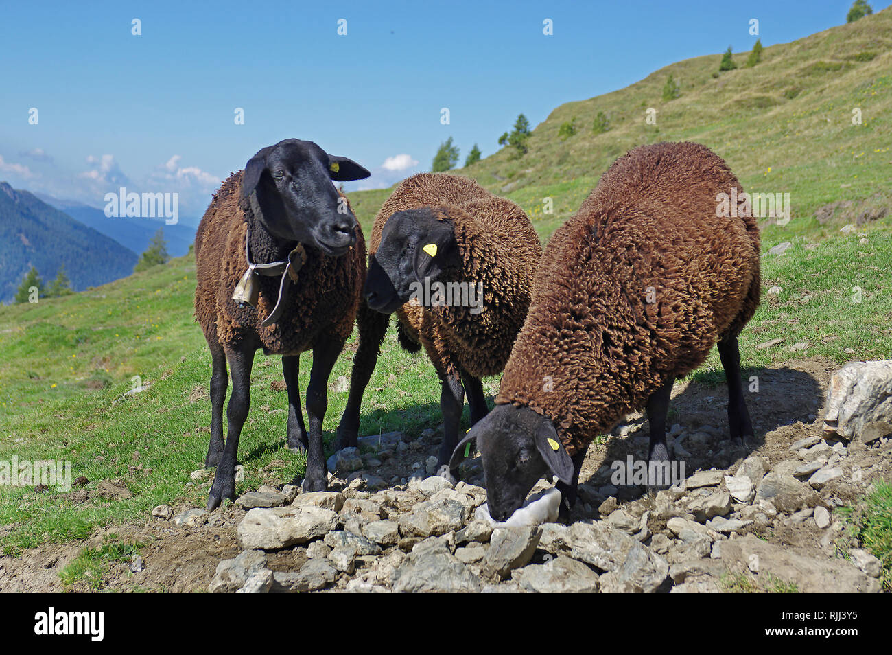 Braunes Bergschaf ovejas de las Montañas (marrón). Tres individuos en una sal de guacamayos. Dolomitas, Tirol del Sur, Italia Foto de stock