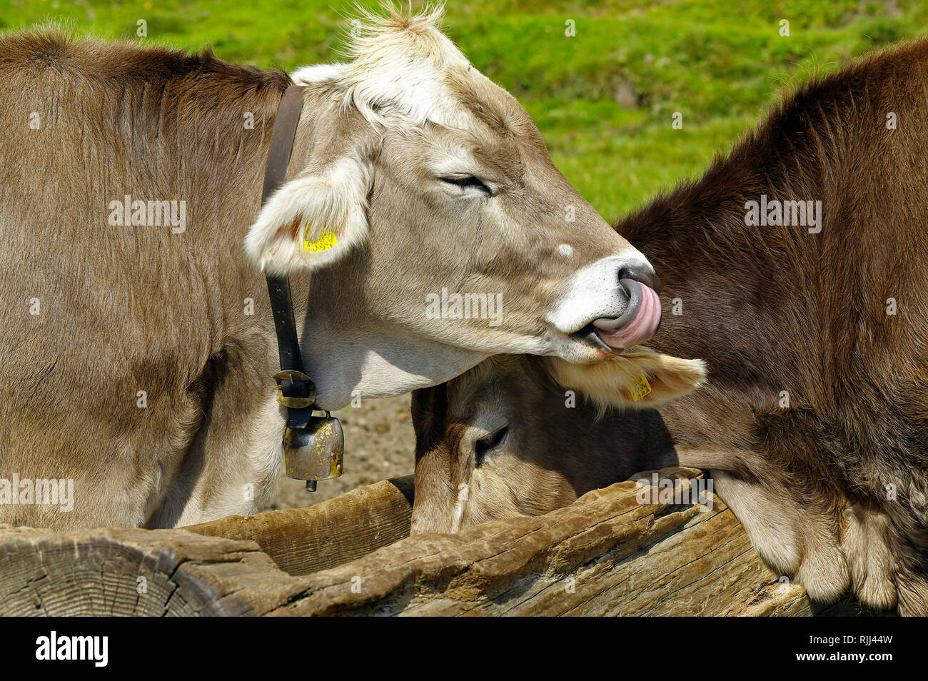 El ganado doméstico, ganado Braunvieh, Pardo Suizo. Dos vacas en una sal lamer los Dolomitas, Tirol del Sur, Italia Foto de stock
