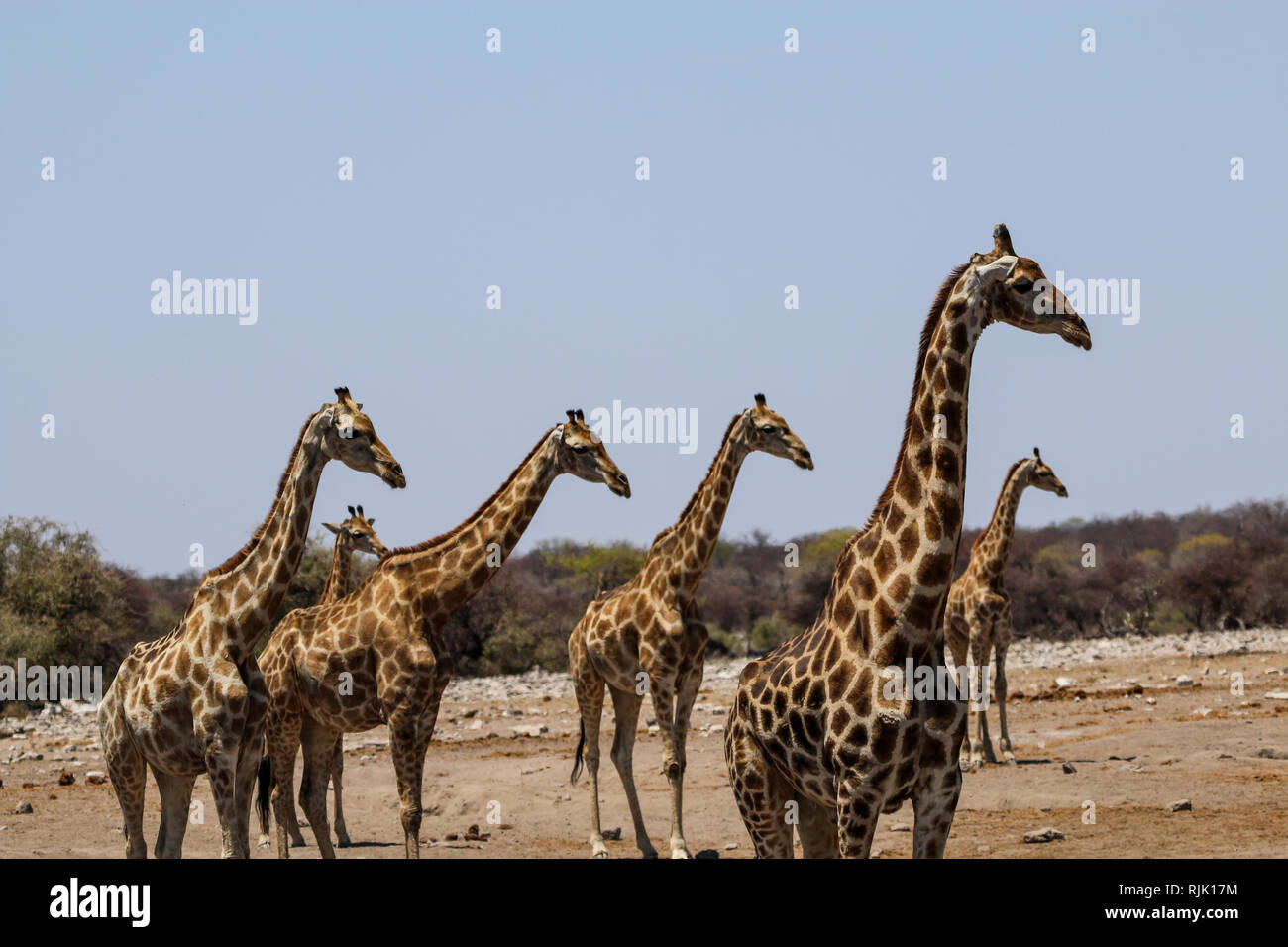 Ein Wasserloch Giraffen beobachten Foto de stock