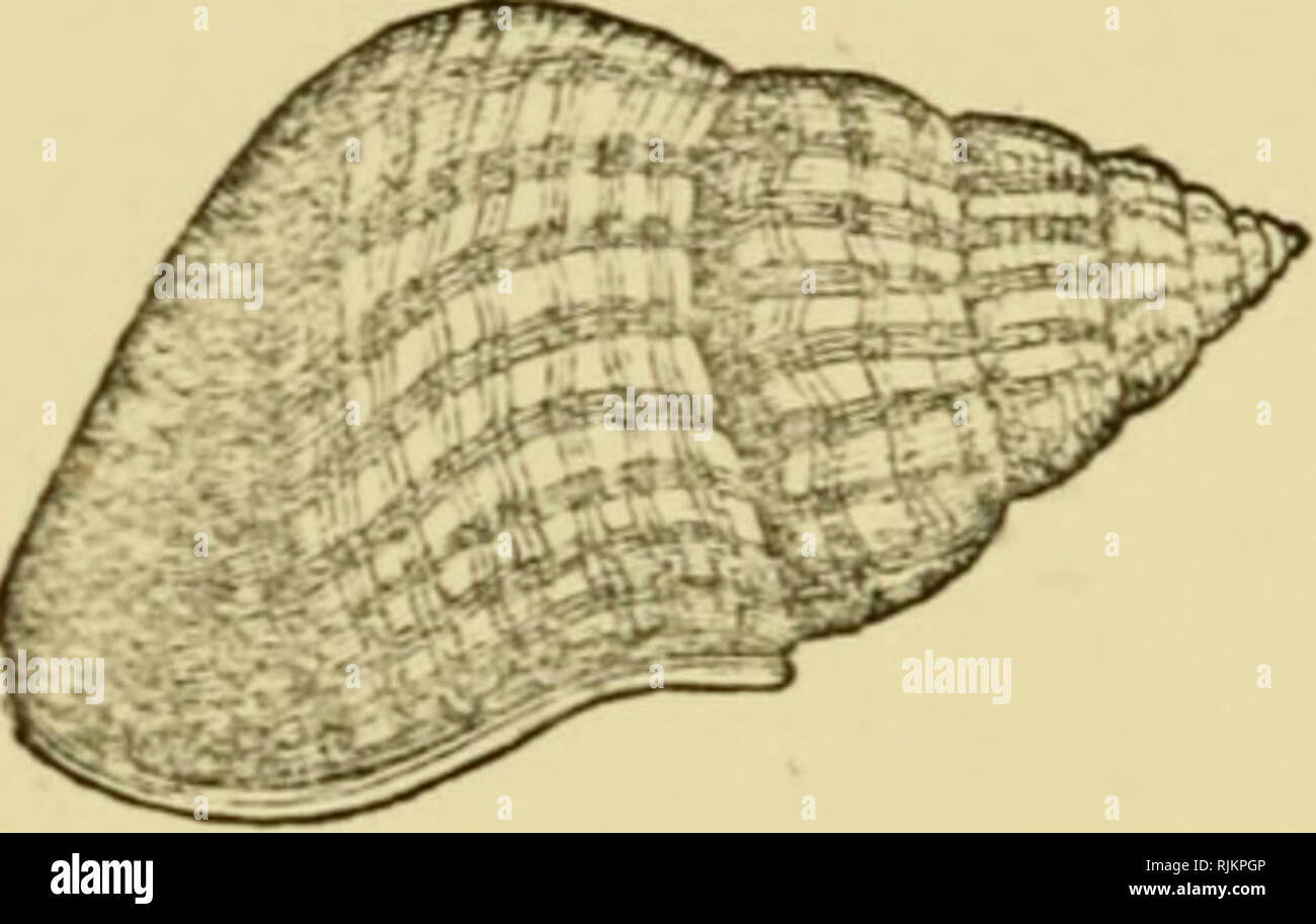 Preciosas conchas : su naturaleza, estructura y utiliza familiarmente  explicó : con instrucciones para la recolección, limpieza, y  distribuyéndolas en el gabinete y las descripciones de las especies más  notables. Las