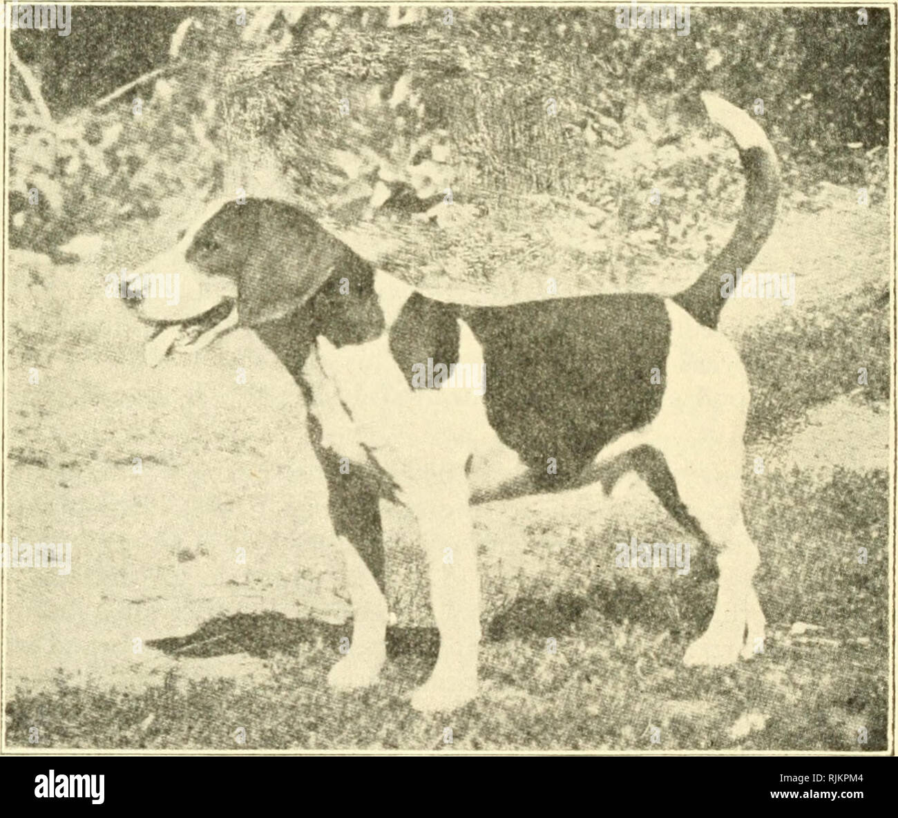 El beagle en América y en Inglaterra. Los beagles (perros). El Beagle en  Inglaterra esperan otros criadores a estar obligado por tales caprichos.  Somerville da lugar una buena descripción de la