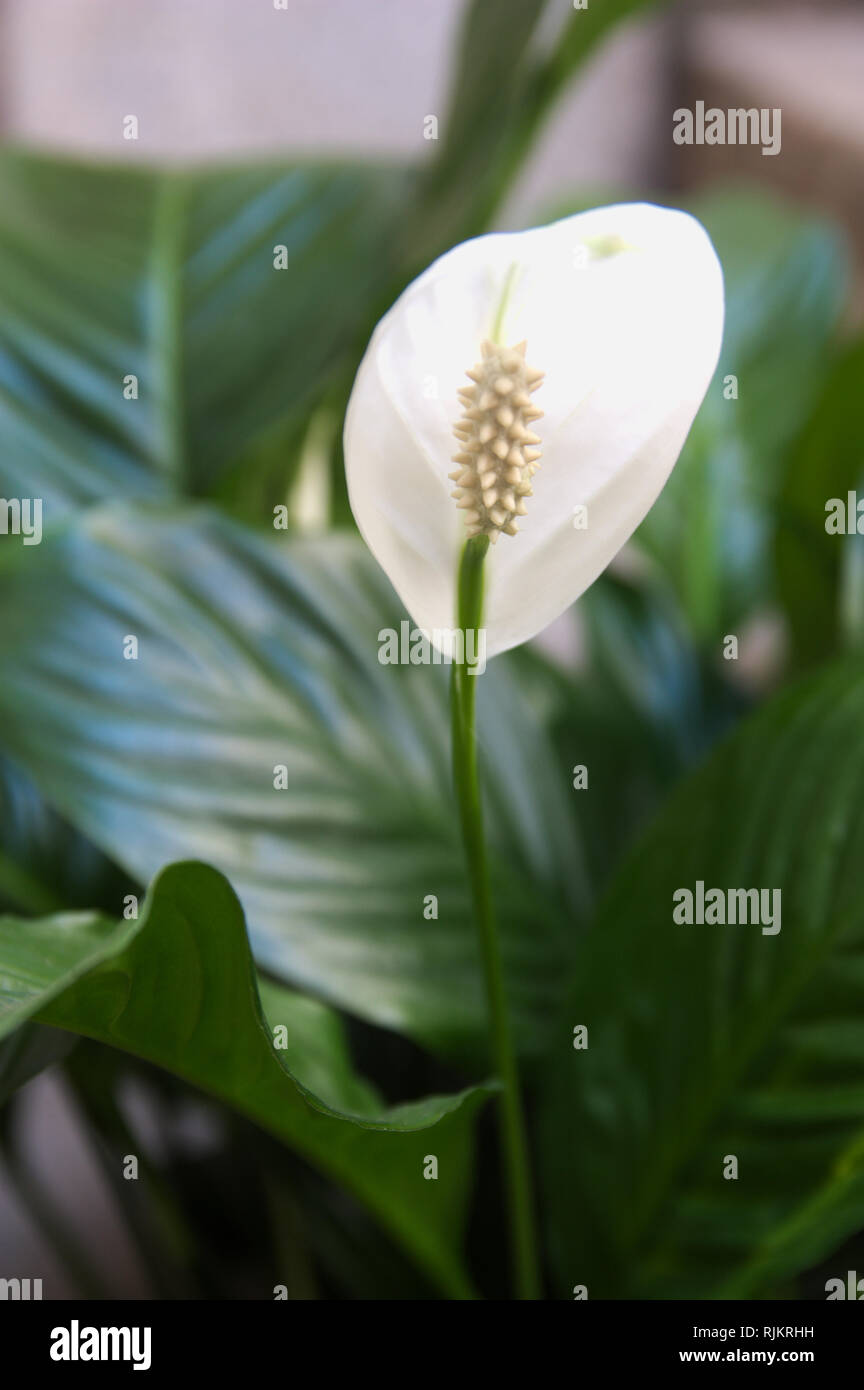 La flor de la cuna de Moisés, también conocido como espatifilo. Esta planta produce flores en un spadix, que está rodeada por un spathe 10-30 cm de largo Foto de stock
