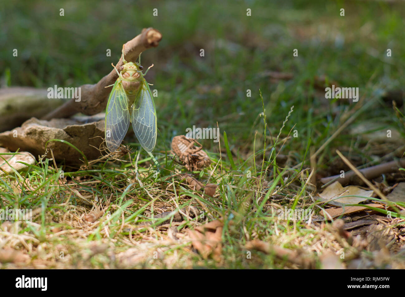( Cidada Cicada orni ) surgiendo en verano en la isla de Cres Croacia Foto de stock