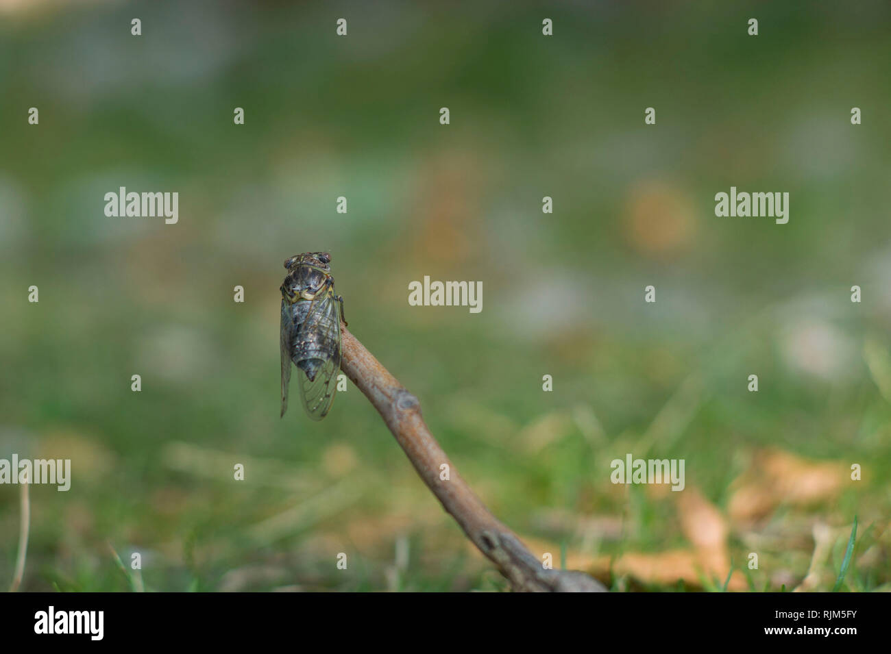 ( Cidada Cicada orni ) surgiendo en verano en la isla de Cres Croacia Foto de stock