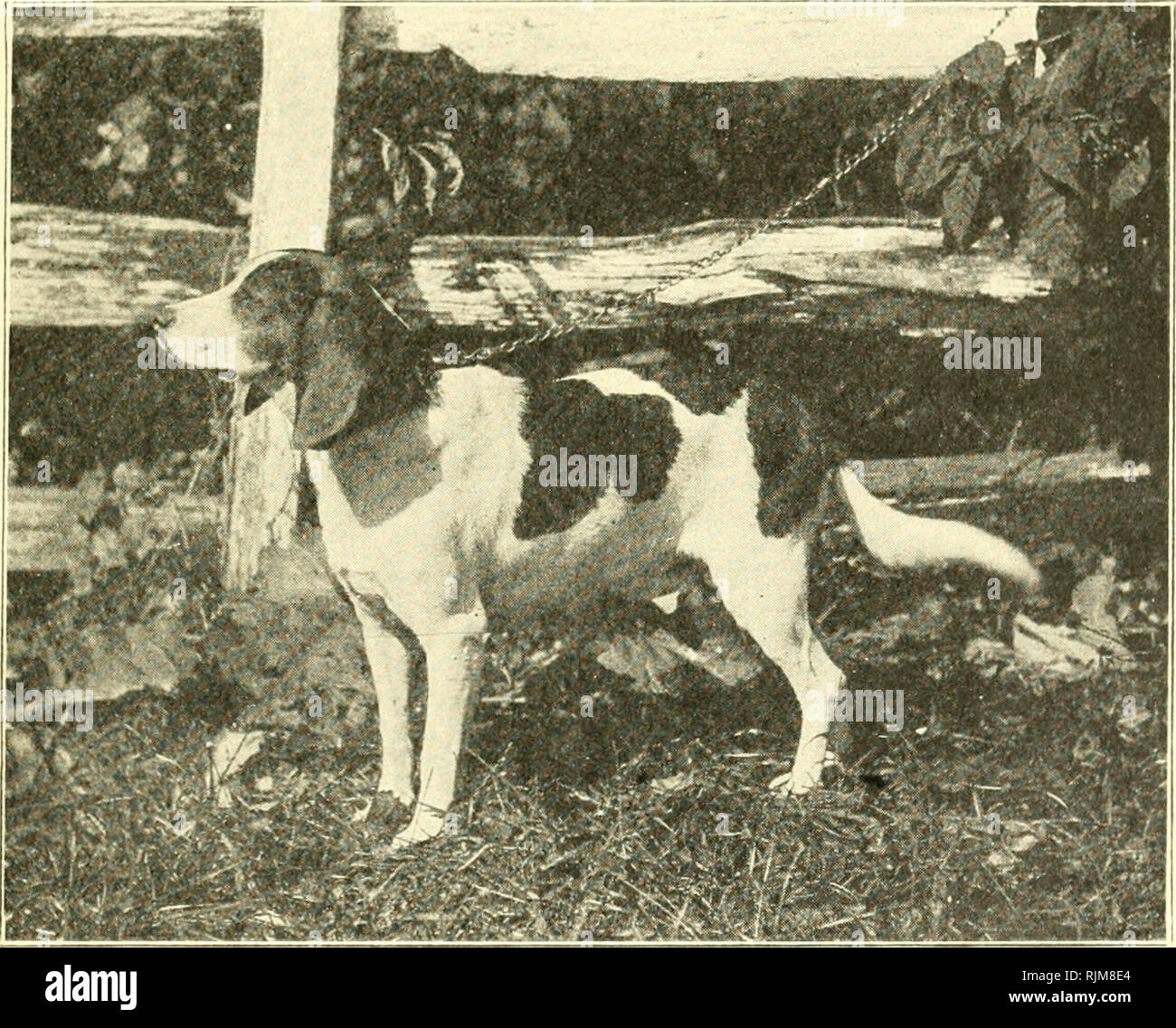 El beagle en América y en Inglaterra. Los beagles (perros). El Beagle en  América 47 El interés de los hombres de beagle los primeros días fue tan  fuerte en el ring-