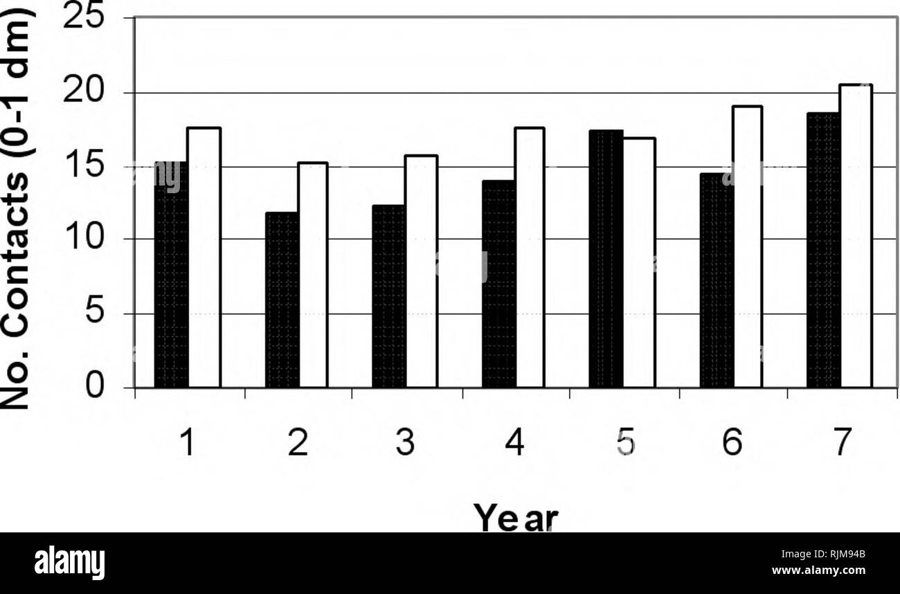 Pipit de larga factura fotografías e imágenes de alta resolución Alamy