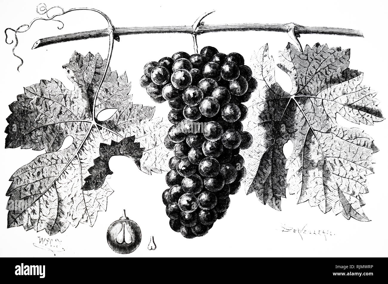 Un grabado representando la Cabernet Sauvignon, la uva. 1870 Foto de stock