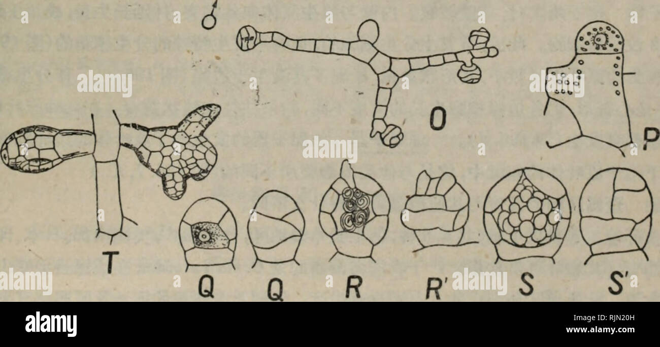 Bao Zi Zhi Wu Xing Tai Xue La Botanica A 194 Ea Eªi A Ea E C1c Ii M Tm A M A Cae Ae E C A I E C ºi aca Ae Aee I Ai A A C A Cae Awsfrazea C Ae I E C ºi C Efiaºa Ci Izam A C Rei Z Lt N Mmae Cae ªae E I Zv Aec Ea Aeªi J Me7a Op Zmm Sp