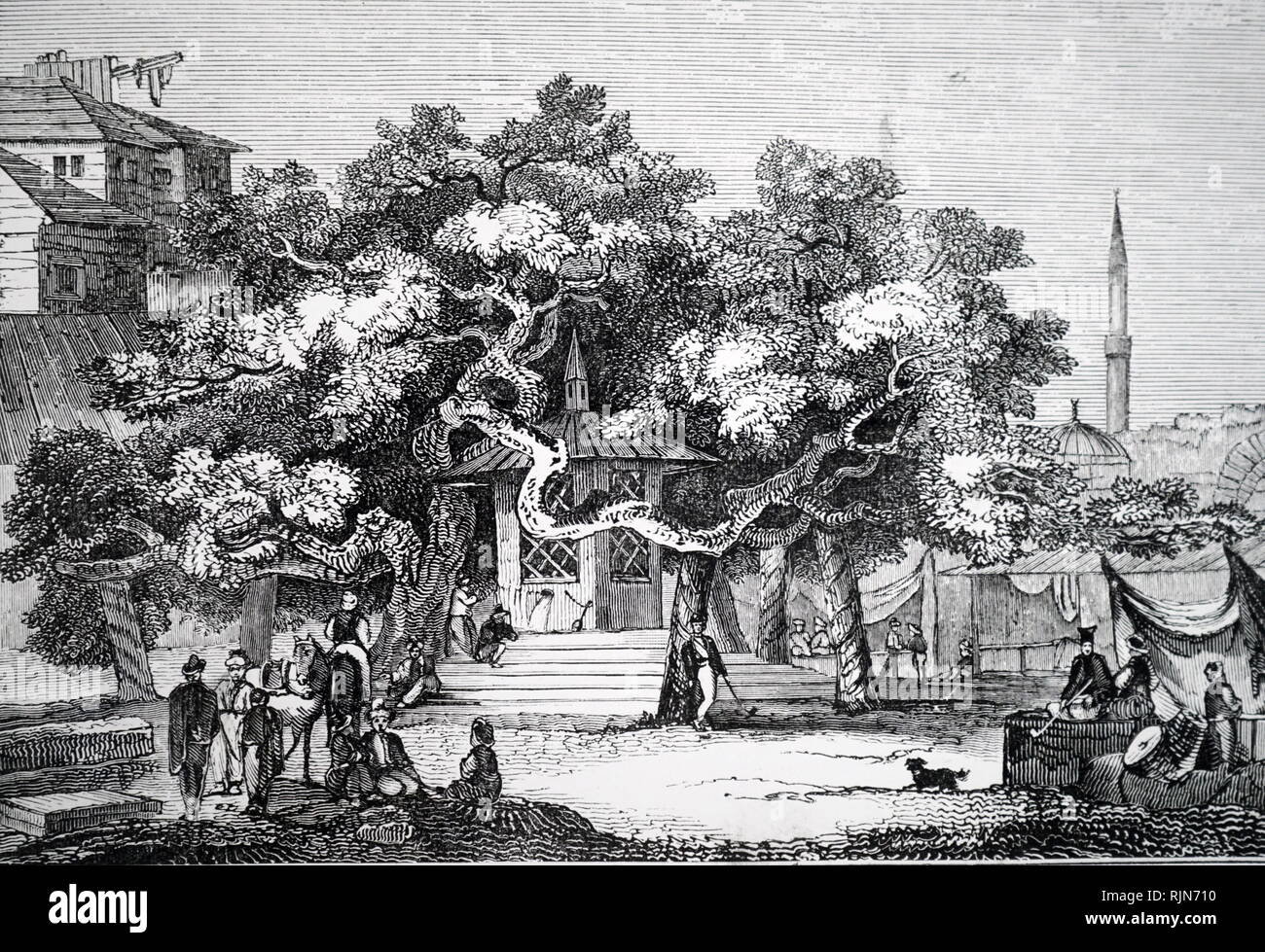 Ilustración mostrando el antiguo árbol de avión en el mercado en Cos, en virtud de la cual se supone que ha de Hippocrates sat Foto de stock