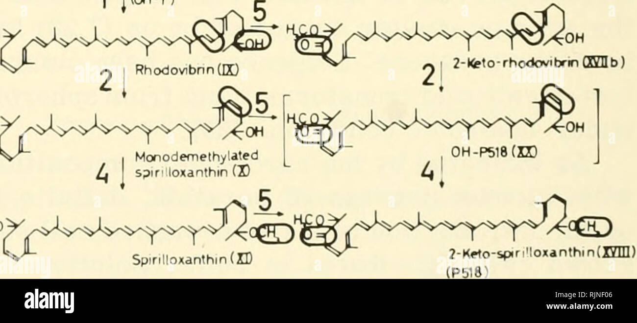 La Fotosintesis Bacteriana Bacterias Fisiologia La Fotosintesis C C S H Co Arfiydro Rhodo Vibrin M 3 H H Co Co Yated Oftirt I Spheradeneodid Gt Aw Lt S O S V V S Yo Oh Spheroidene Ze 1 Jlw 3 1 I