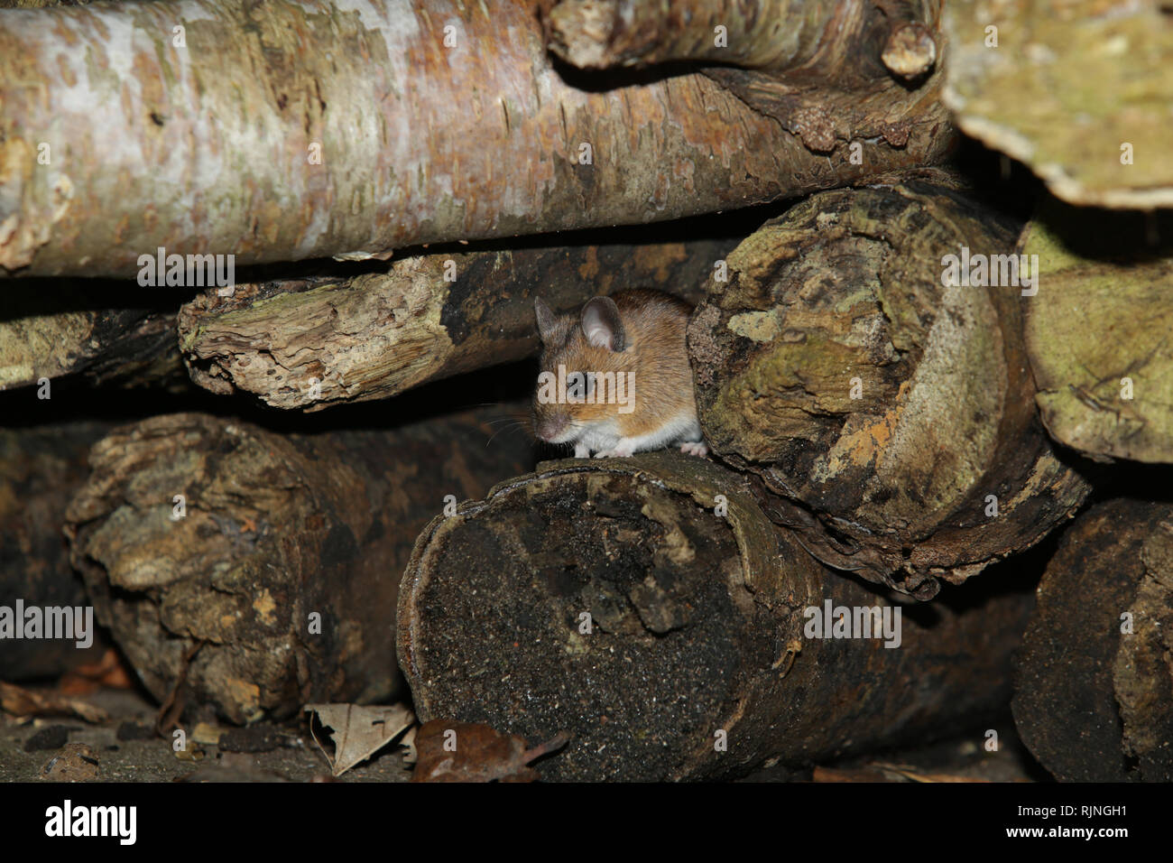 Un ratón de madera silvestre (Apodemus sylvaticus) escondido en un montón de madera creada en un jardín británico para atraer la vida silvestre. Foto de stock
