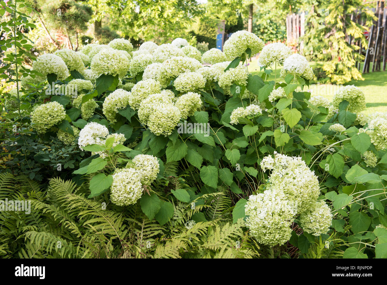 Hortensia hortensia sp fotografías e imágenes de alta resolución - Alamy