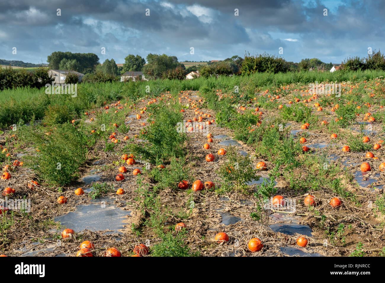 Campo de (Cucurbita maxima 'potimarron'), otoño, Pas de Calais, Francia Foto de stock