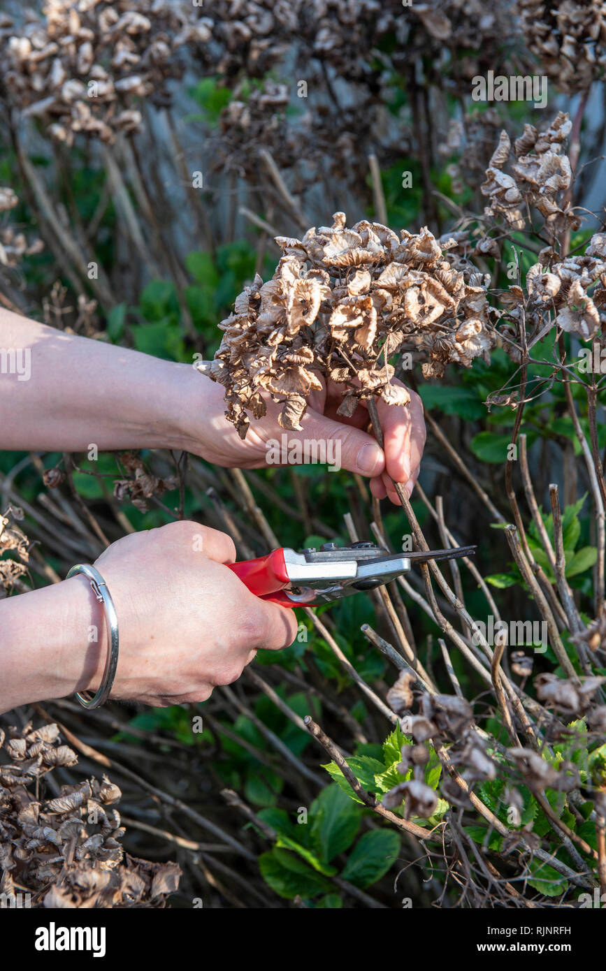 Poda de hortensias desapareció flores en un jardín, el muelle, Pas de  Calais, Francia Fotografía de stock - Alamy