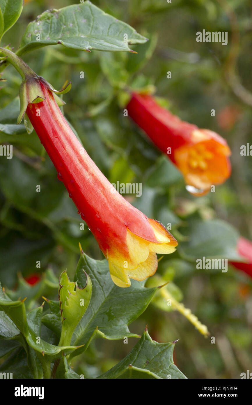 Taique (Desfontainia spinosa) Foto de stock