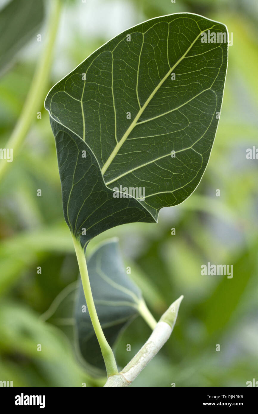 Indian banyan (Ficus benghalensis var. krishnae) Foto de stock