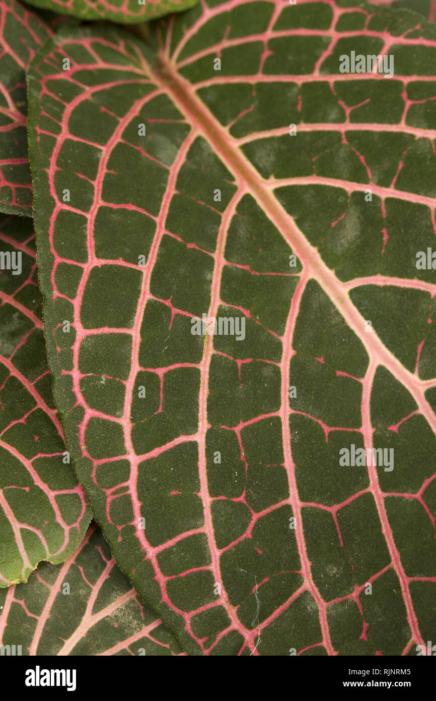 Planta de mosaico (Fittonia albivenis). Syn: Fittonia verschaffeltii. Foto de stock