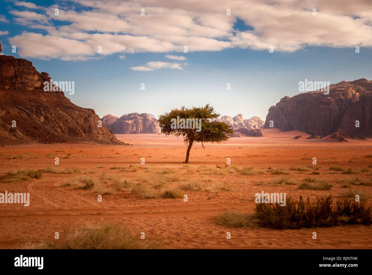 Árbol solitario en medio del desierto de Wadi Rum en Jordania, Oriente Medio Foto de stock