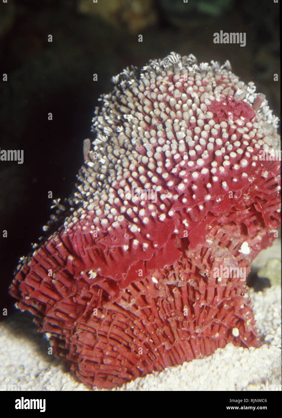 Organ Pipe coral (Tubipora musica) Foto de stock